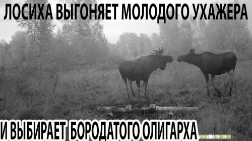 Лосиха выгоняет молодого ухажера и выбирает бородатого олигарха