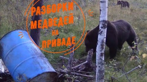 Привада на медведя. Драка медведей.