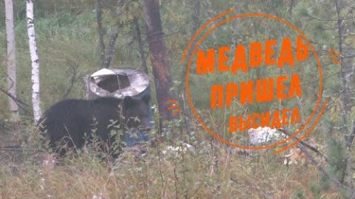 Привада на медведя. Разгрыз фотоловушку. Удачное завершение сезона.