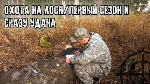 Охота на лося/Первый сезон на гону и сразу трофей