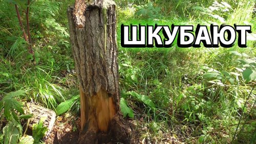 Таежными тропами.Переставил фотоловушку на другой солонец.Барсук не пришел
