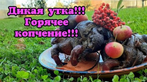 Дикая утка в яблоках! Горячее копчение!