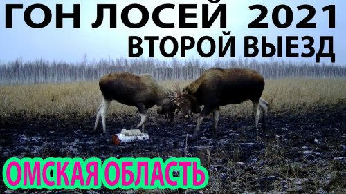 Гон лосей2021 Второй выезд Омская область