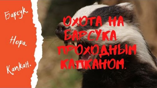 Охота на барсука проходным капканом  1 серия