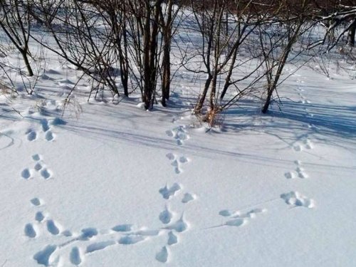 В Алтайском крае стартовал прием документов от кандидатов в учетчики