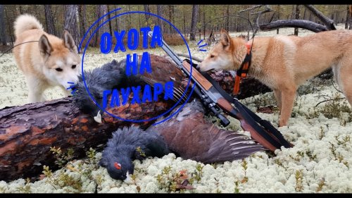 Охота на глухаря. С лайками.