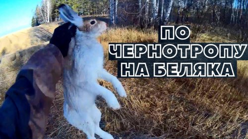 Охота на зайца по чернотропу. Открытие сезона 2021