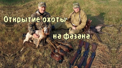 Открытие охоты на фазана. С нами спаниелька и курцхаар.