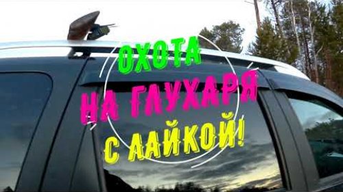 Охота на глухаря с лайкой! 2021