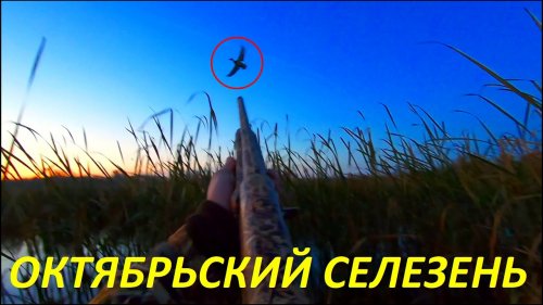 Утка прёт со всех сторон!!! Октябрьский селезень. Розыгрыш от "Dexshell" / MAX HUNTER