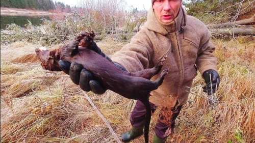 Поставил капканы на ОНДАТРУ, а ПОПАЛАСЬ НОРКА!!! ОХОТА НА ОНДАТРУ ГУМАННЫМИ КАПКАНАМИ. ОХОТА В ТАЙГЕ
