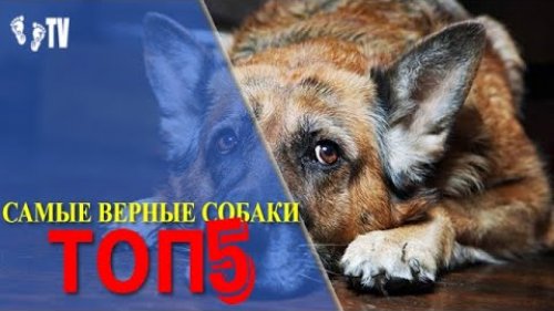 САМЫЙ ВЕРНЫЙ ПЕС ТОП 5