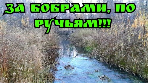 По бобриным местам! Разведка! Вечёрка на утку!