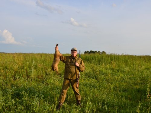 Сурки на морковном поле