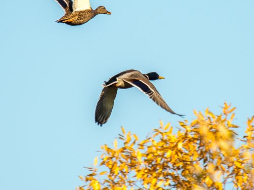 Дуплет.