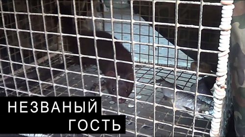 НЕЗВАНЫЙ ГОСТЬ, который СЪЕЛ всю РЫБУ.