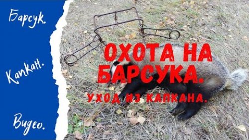 Охота на барсука.  Уход из капкана.