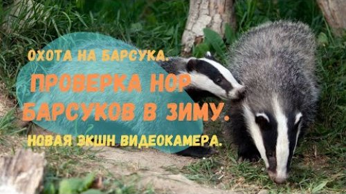 Охота на барсука. Проверка нор барсуков в зиму. Новая экшн видеокамера.