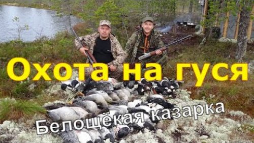 Охота на северного гуся 2ч  Архангельская область