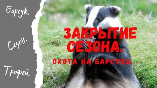 Закрытие сезона. Охота на барсука.