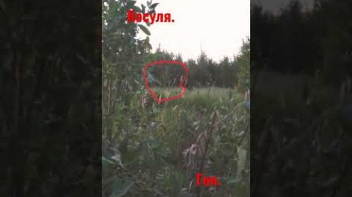 Крик самца косули.