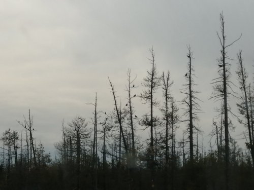 Утренние гости на "курятнике"