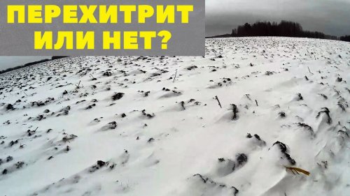 Охота на зайца. Ну что, попался, косой!?