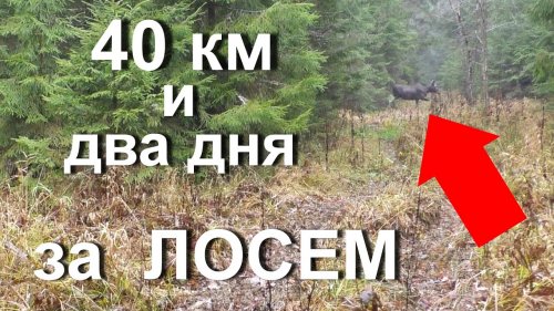Охота на лося или два дня идет за нашим лосем...