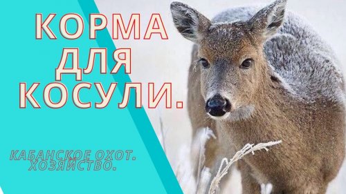 Корма для косули.  Кабанское охот.  хозяйство.