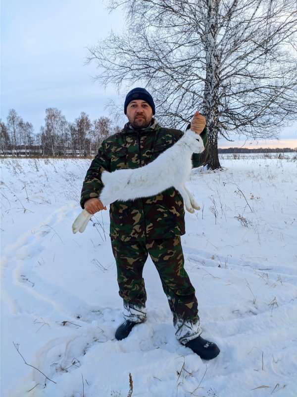 Наступил на беляка.