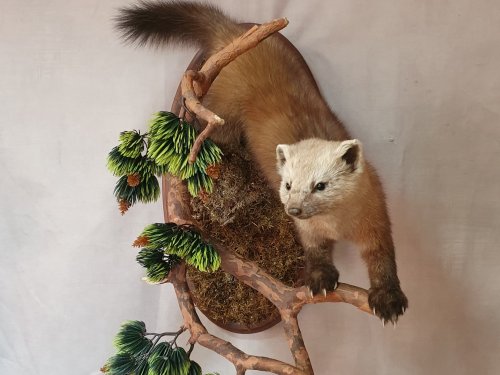 Соболь