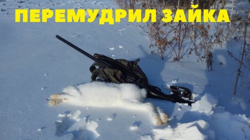 Охота на зайца - опять подловил зайца на индейскую хитрость