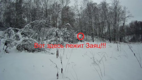 Охота на Зайца Беляка в Новосибирском районе.  Очень быстрый ушастик