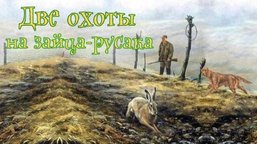 Два дня охоты на зайца-русака
