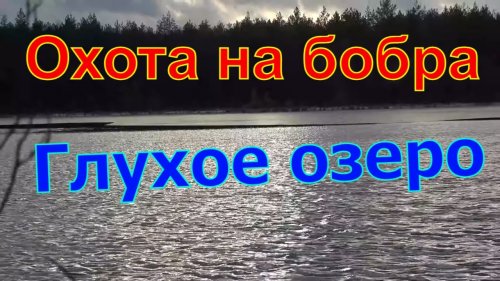 Охота на бобра Глухое озеро 2ч  castor fiber #6