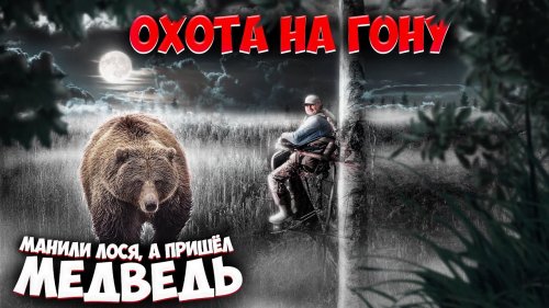 Охота на лося 2021/На вабу вышел медведь/Отбивные из тетерева/Часть 5