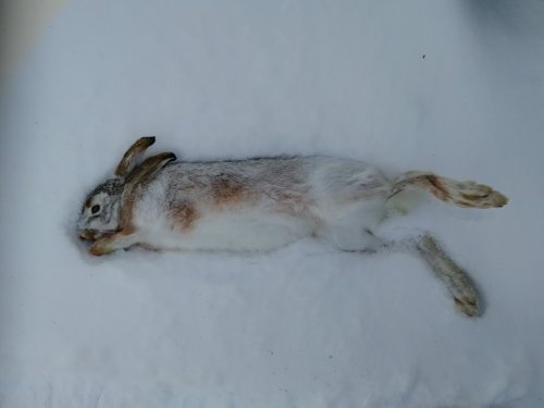 Тропление косого
