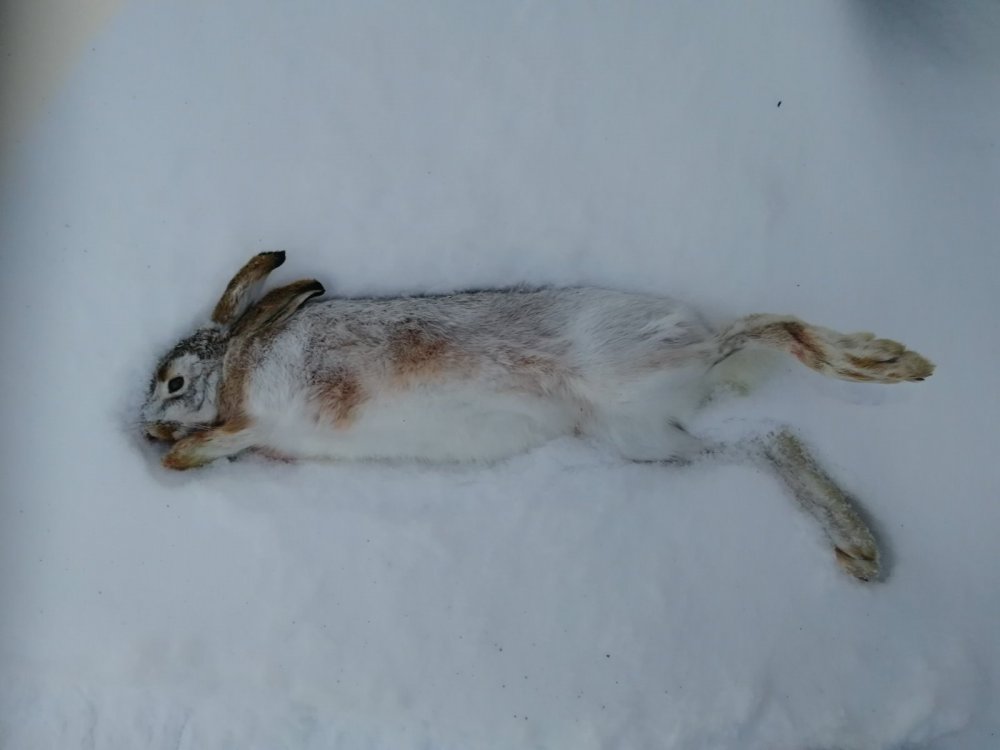 Тропление косого