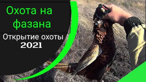 Открытие охоты 2021 ТРУДОВАЯ охота на фазана ТОЗ 34 И ИЖ 27
