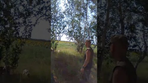 Обучение подачи русского охотничьего спаниеля