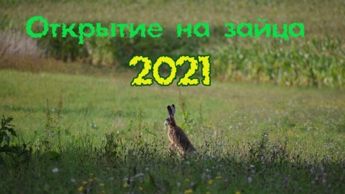 Открытие охоты на зайца-русака