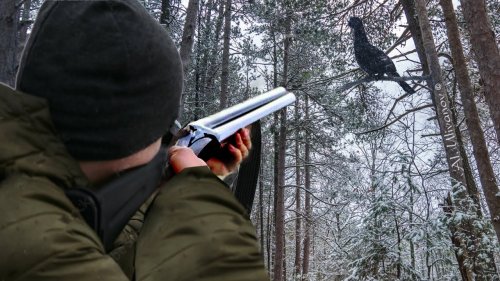 Охота на тетерева осенью с подхода 2021. Ружьё ТОЗ 66.