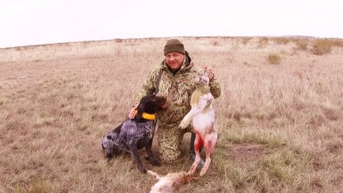 Открытие охоты на зайца. Взяли норму не успев ноги размять! Охота с дратхааром по чернотропу.