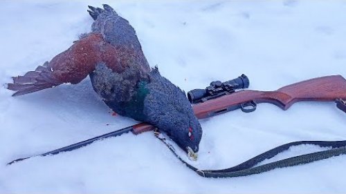ОХОТА НА ГЛУХАРЯ С МЕЛКАШКОЙ / ПОПАЛ ПРЯМО В ШЕЮ! В ТАЙГУ НА САМОДЕЛЬНОМ СНЕГОХОДЕ СМ-002. КОМИ КРАЙ