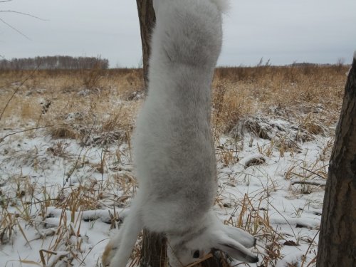Первый снежок на Алтае