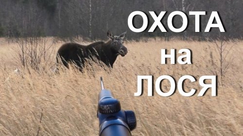 Охота на лося. НАШЛИ БЫКОВ, но.... все на видео.
