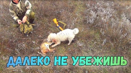 Охота на зайца!!! ЗАЯЦ в морозное УТРО сезон 2021-2022 ТОЗ 34 И ИЖ 27