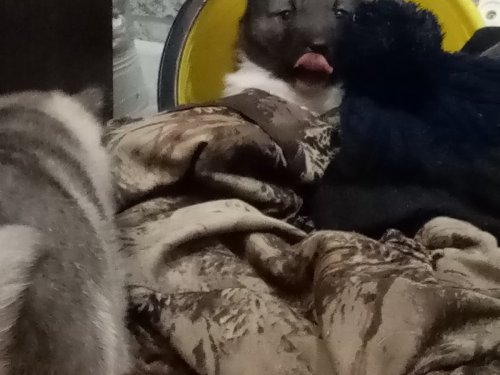 Мелкие
