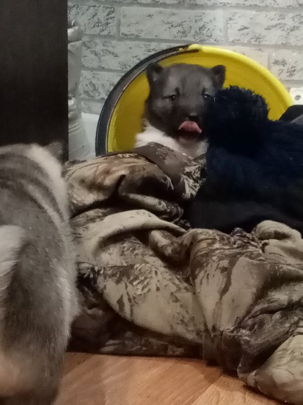 Мелкие