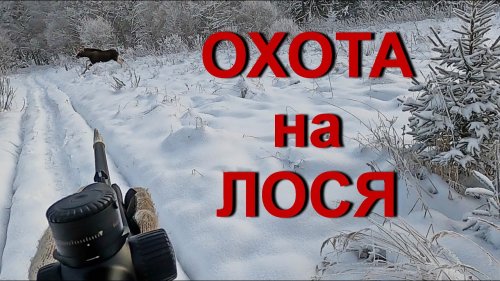 За лосем и оленем...